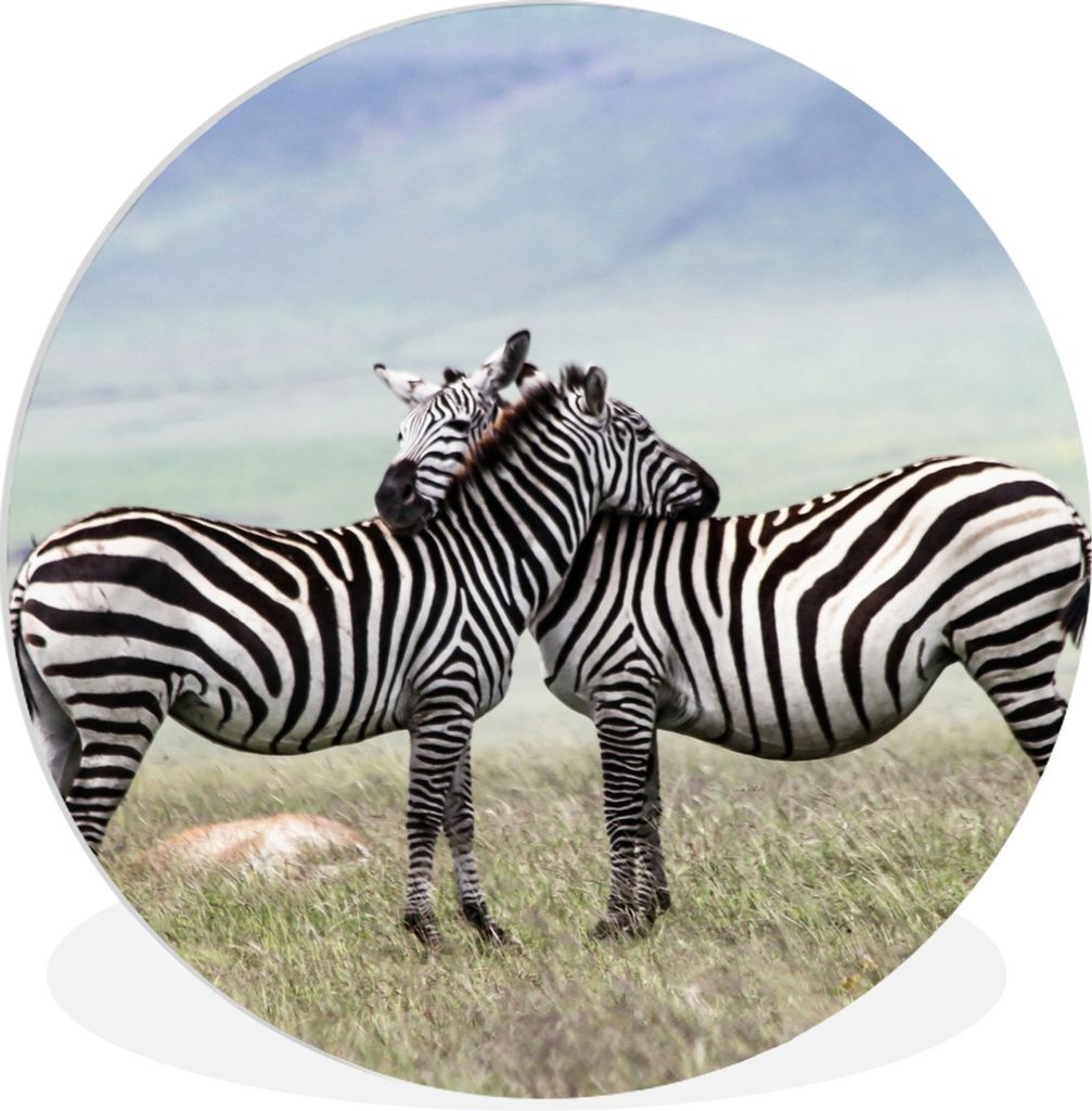 MuchoWow Rundes Wandbild - Runde Bilder Zebra - Stofftier - Savannah Ø 60 cm Kreis Wanddekoration Kunststoff - Wandkreis - Wandschmuck - Wand Kr...