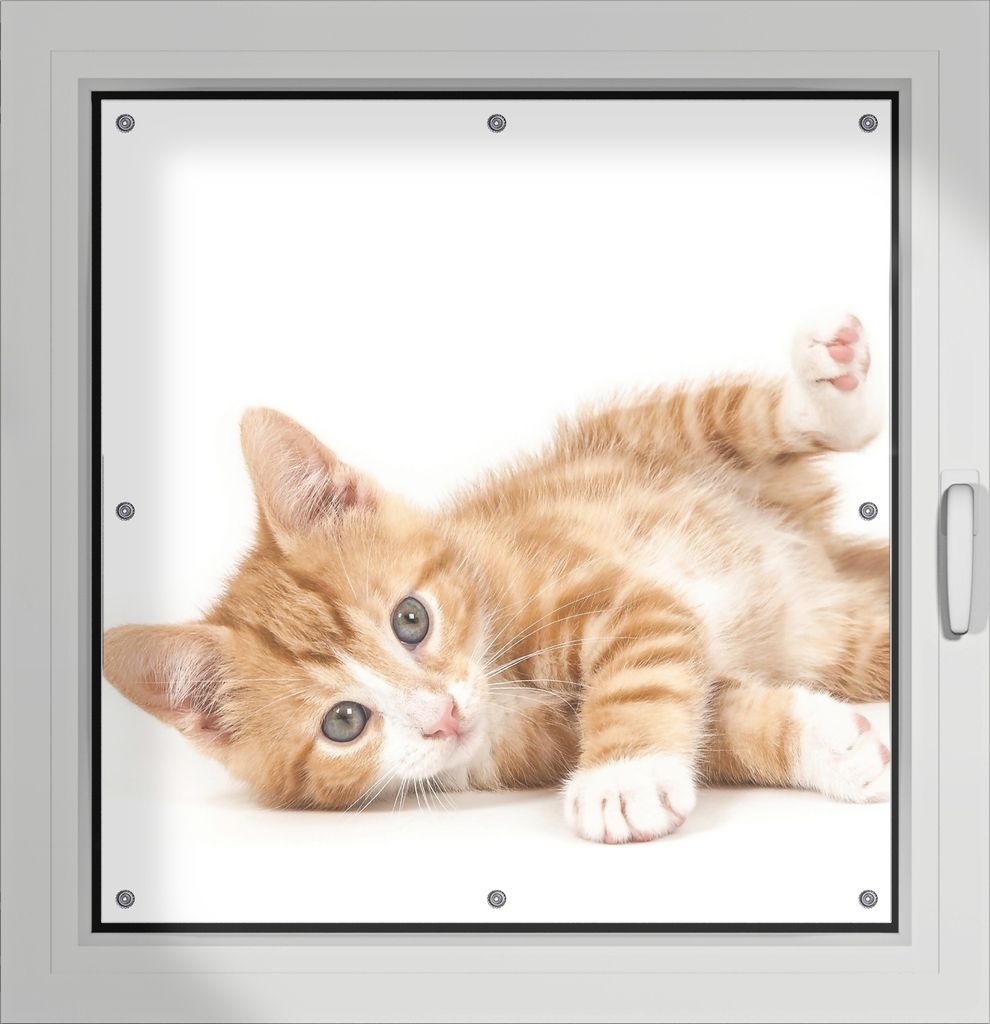 Wallario Lichtschutzbild, Dekorativer Sichtschutz Sonnenschutz 96 x 93 cm mit Motiv: Süße Katze mit großen Augen - rot weiß getigert - Verdunkl...