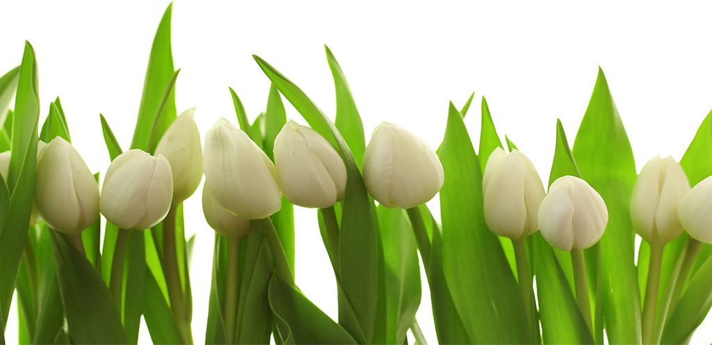 Tulup Glas-Bild -140x70- Wandkunst Dekorative Wand für Küche & Wohnzimmer - Blumen & Pflanzen - Weiße Tulpen - Grün