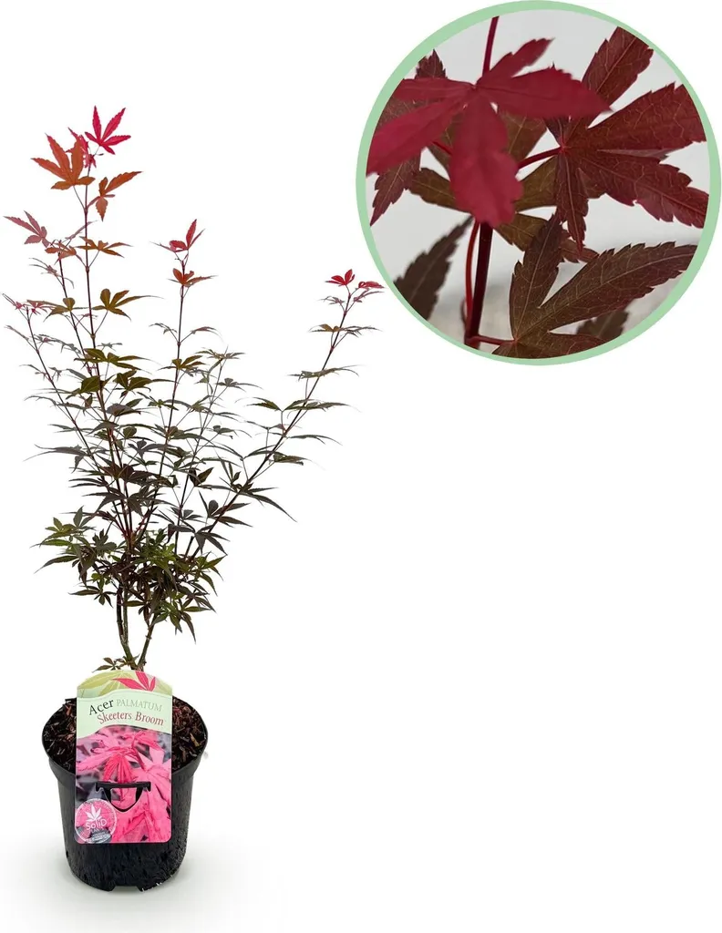 Acer Palmatum Skeeter's Broom 70cm - Acero Rosso Ornamentale Design