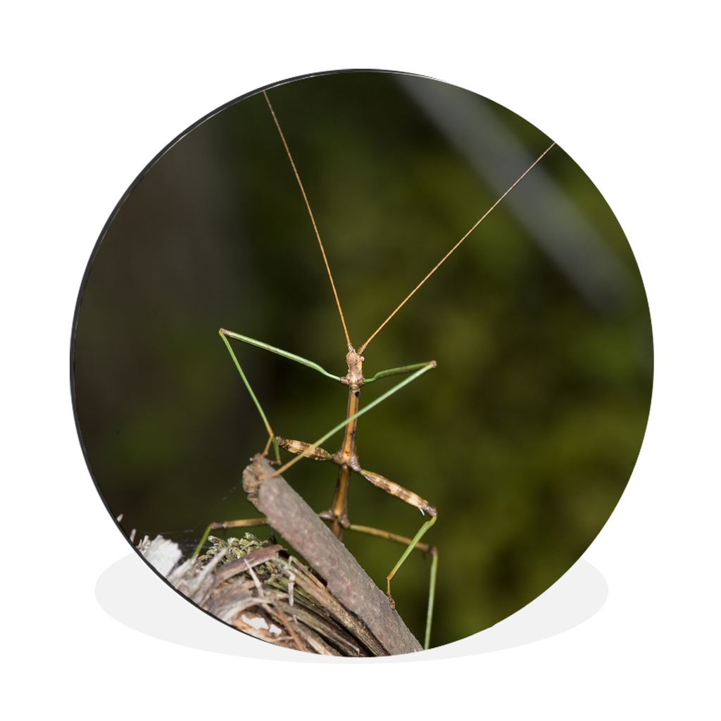 MuchoWow Aluminium Wandkreis Ein gehender Ast sitzt auf einem Stück Holz Ø 90 cm Wanddeko Modern Wohnzimmer - Mauerkreis - Wandbilder - Runde B...