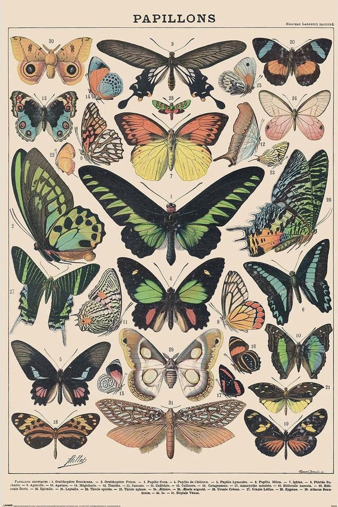 Millot Papillon - Poster 61x91,5 cm Produktbild 