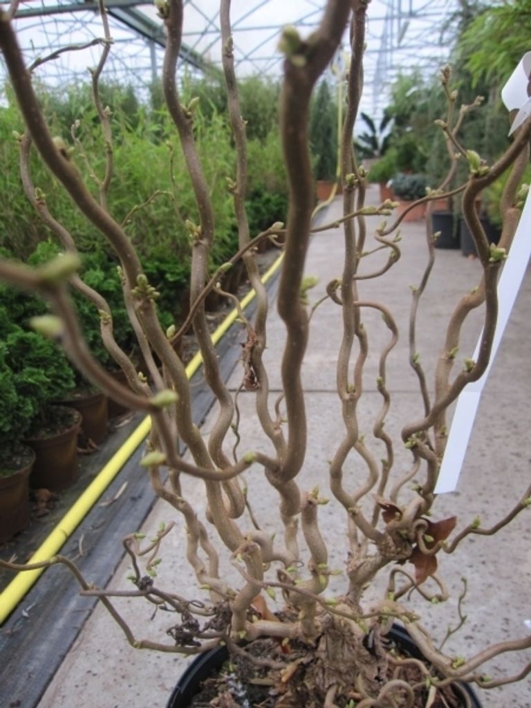 Corylus avellana Scooter - Korkenzieher Haselnuss Scooter