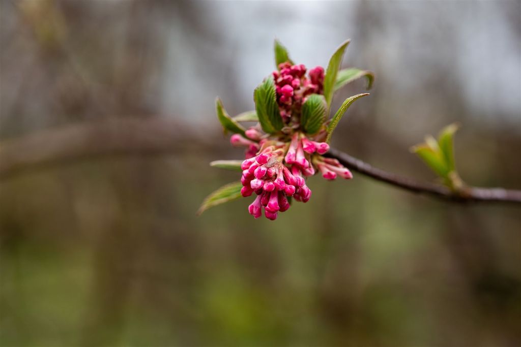 Viburnum bodnantense 'Dawn', Duft-Schneeball, rosa Blüten, 80–100 cm