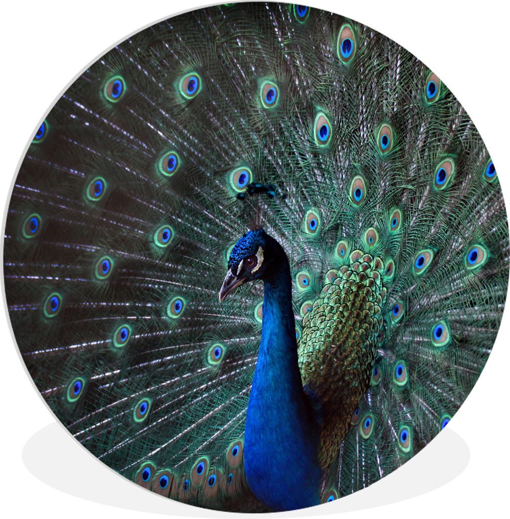 MuchoWow Rundes Wandbild - Runde Bilder Pfau - Federn - Farben Ø 30 cm Kreis Wanddekoration Kunststoff - Wandkreis - Wandschmuck - Schlafzimmer ...