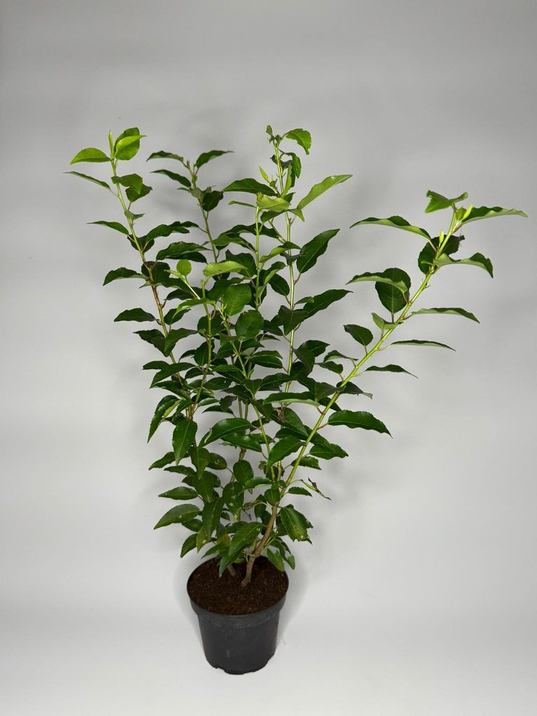 kirschlorbeer 3 meter hoch kaufen Portugiesischer Kirschlorbeer - Prunus lusitanica
