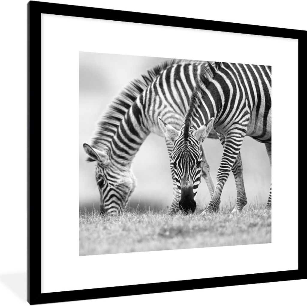 MuchoWow Gerahmtes Poster Weidende Zebras 40x40 cm - Poster mit Schwarzem Bilderrahmen Wandposter Rahmen Foto Bilder - Poster - Plakat im Rahmen