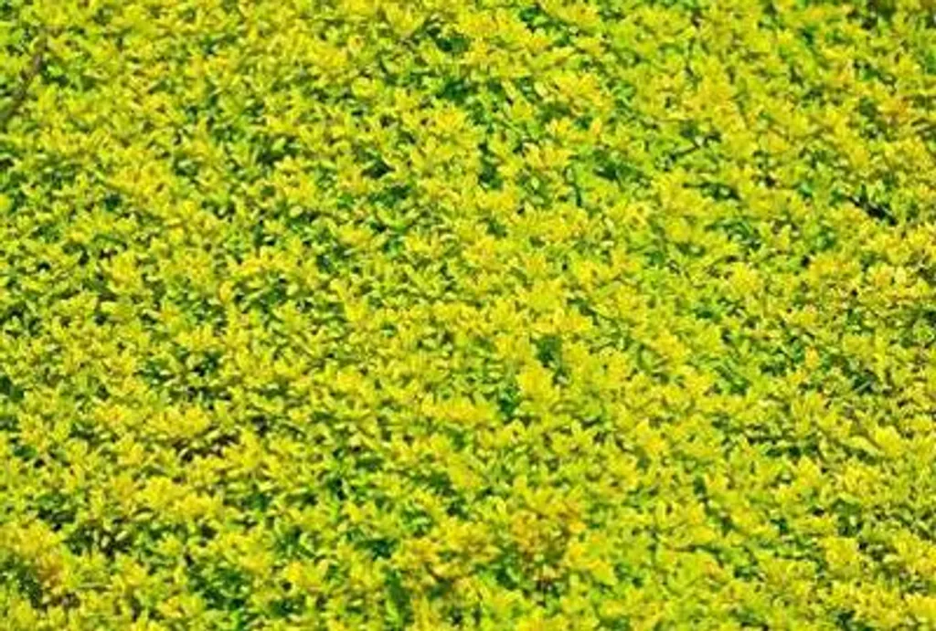 Créez votre Potager Aromatique avec 6 Thyms Citrons Aureus en Pots