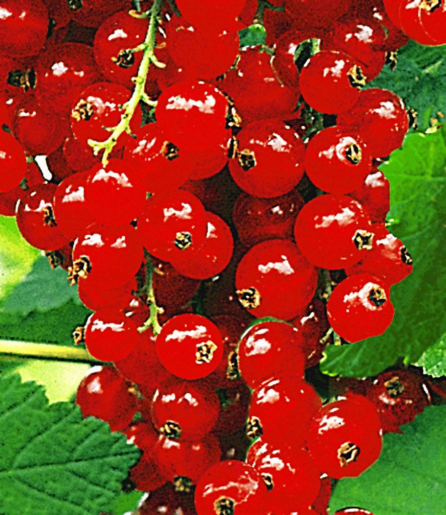 BALDUR Garten 1x Johannisbeere 'Rote Rovada', Pflanze im 2 Liter-Topf, Ribes rubrum, Johannisbeerstrauch, Beerenobst winterhart, mehrjährig, pfleg...