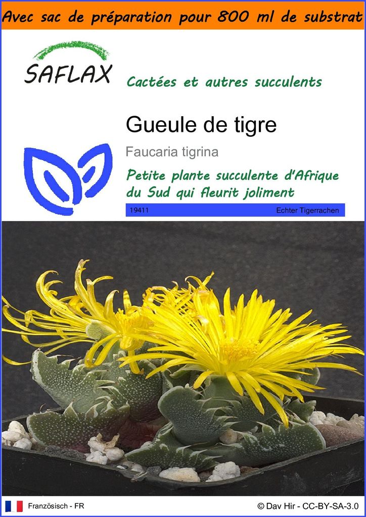 SAFLAX Garden in the bag - Gueule de tigre - 40 graines - Image du produit 