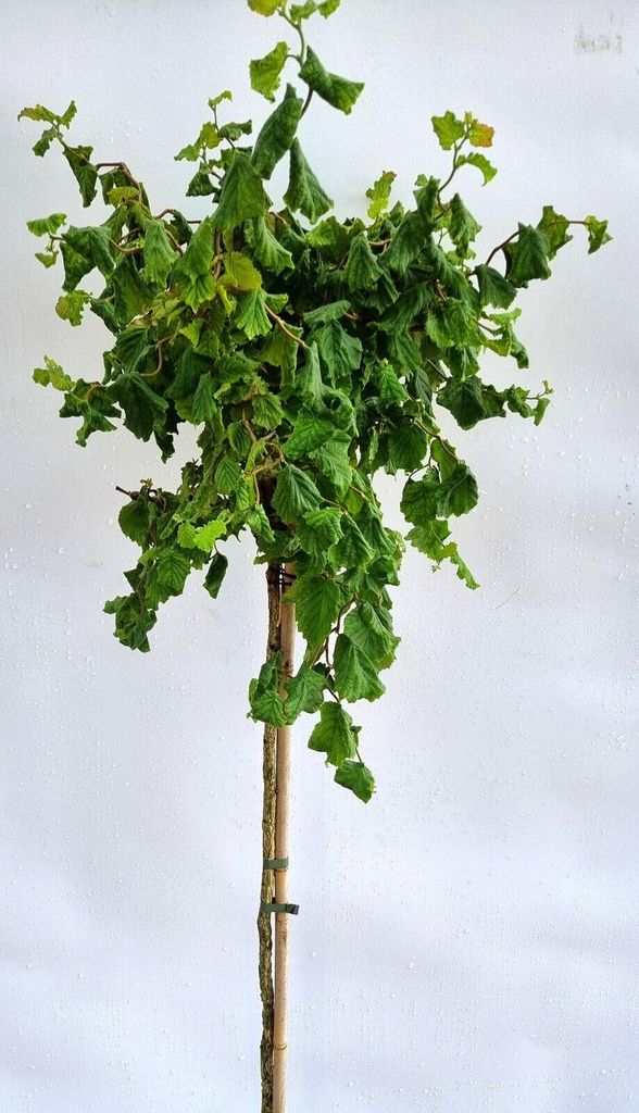 Korkenzieherhasel Corylus avellana " Twister" Hochstamm 80 - 100 cm Höhe