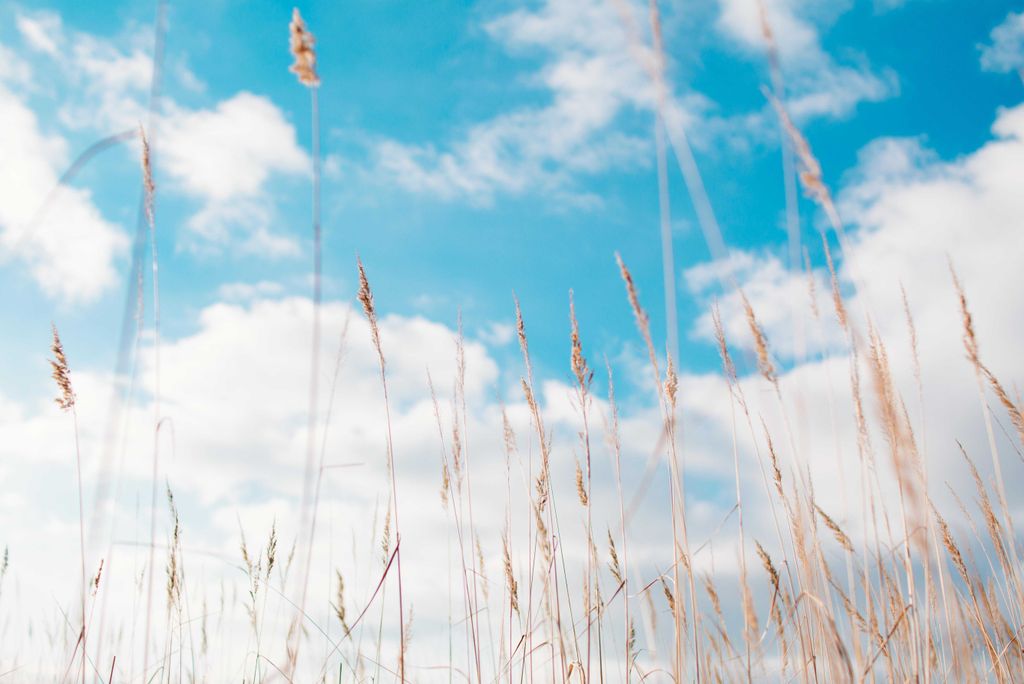 hansepuzzle 28528 - Sommer Puzzle, 2000 Teile, Natur, 90,0 x 60,0cm mit hochwertiger Aufbewahrung, Kartonbox und wiederverschließbarem Beutel