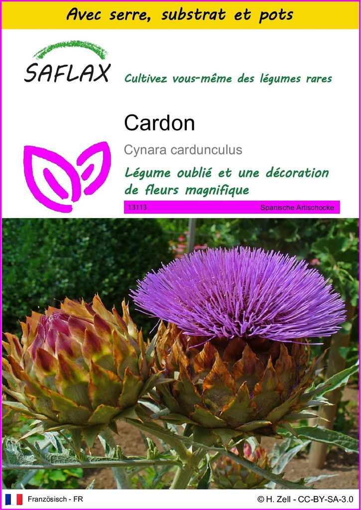 SAFLAX Ensemble de culture - Cardon - 50 graines - Cynara Image du produit 