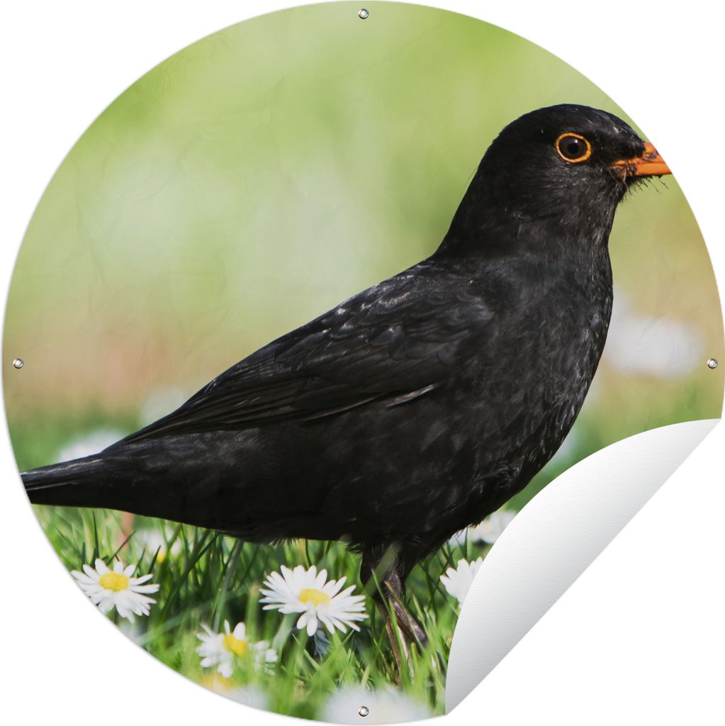 MuchoWow Gartenposter Outdoor-Poster Rund Vogel - Amsel - Blumen Ø 60 cm Gartendeko Rundes Poster draußen