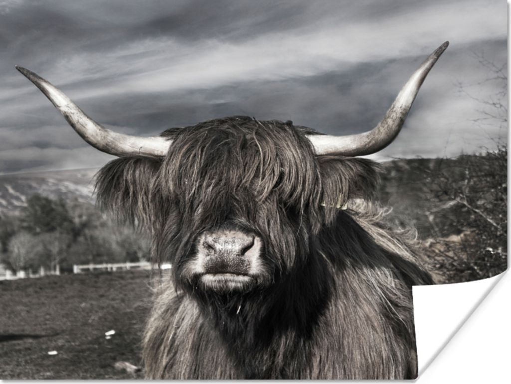 MuchoWow Poster Schottischer Highlander - Tiere - Hörner 40x30 cm - Plakate für die Wände - Poster Wohnzimmer