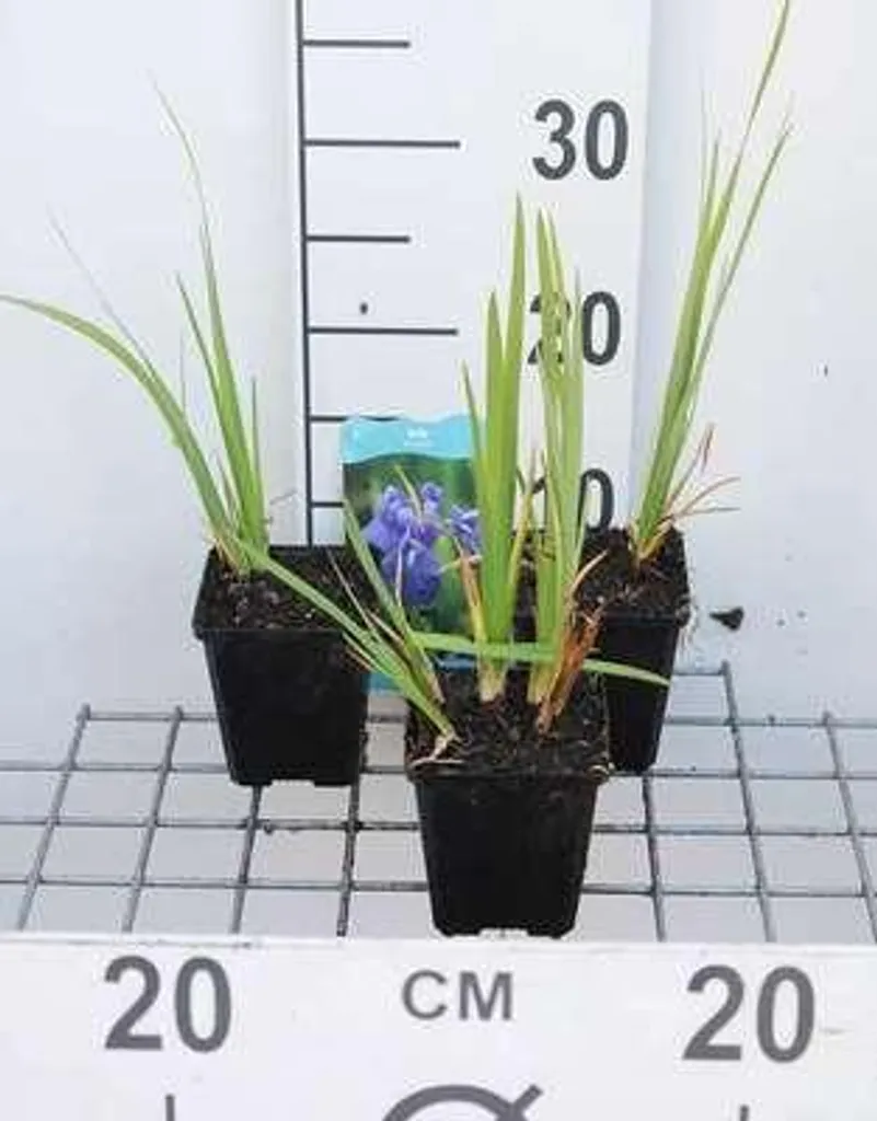 Iris laevigata bleu lot de 6 plantes vivaces en pot 9cm fleurs d'eau