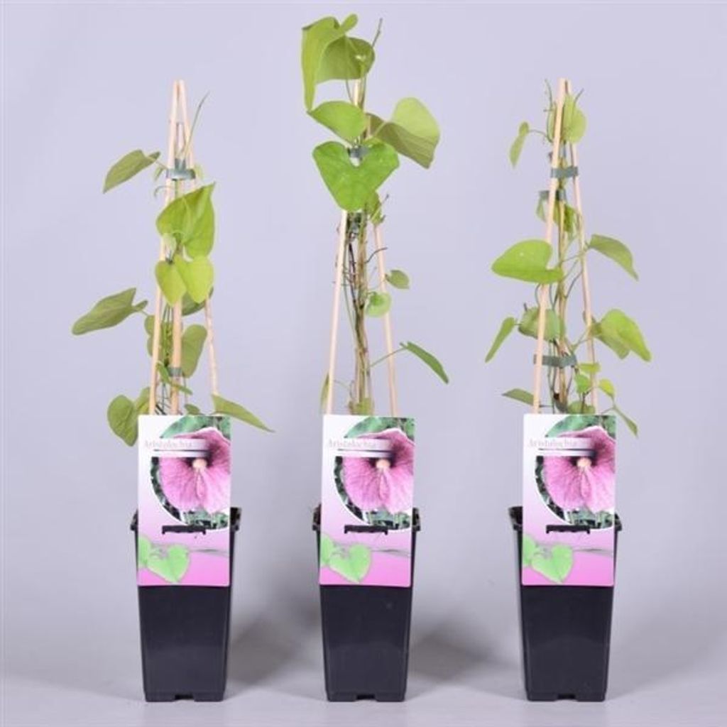 Pfeifenwinde Topf 2 Liter 40-60 cm - Aristolochia Produktbild 