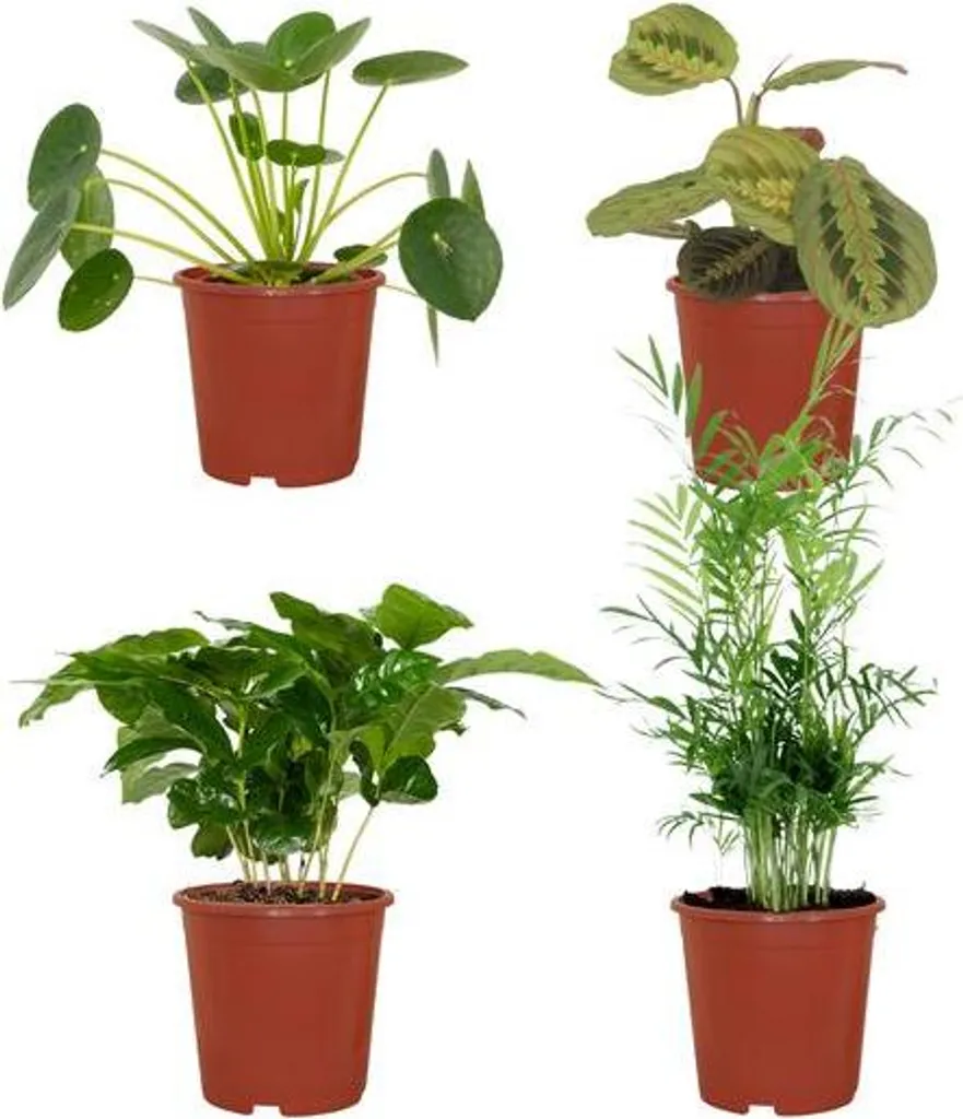 Jardinière respectueuse des animaux Lot de 4 Pots Ø12cm Hauteur 20-40cm