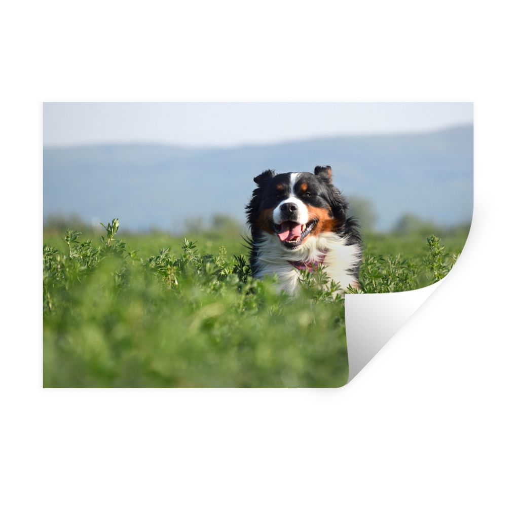 MuchoWow Wandtattoo Wandsticker Wandaufkleber Ein Berner Sennenhund im hohen Gras 30x20 cm Selbstklebend und Repositionierbar - Wierderverwendbar...