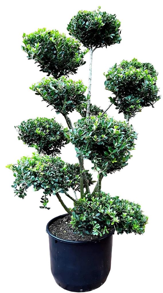 Japanischer Ilex Gartenbonsai 130-140 cm – immergrüner Produktbild 
