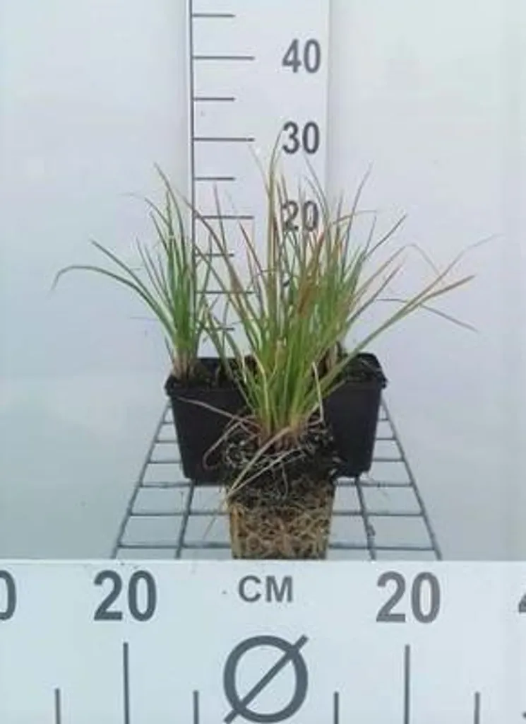 Plante Vivace pour Sol Sec : 6 Lys Torche Kniphofia Little Maid en Pot