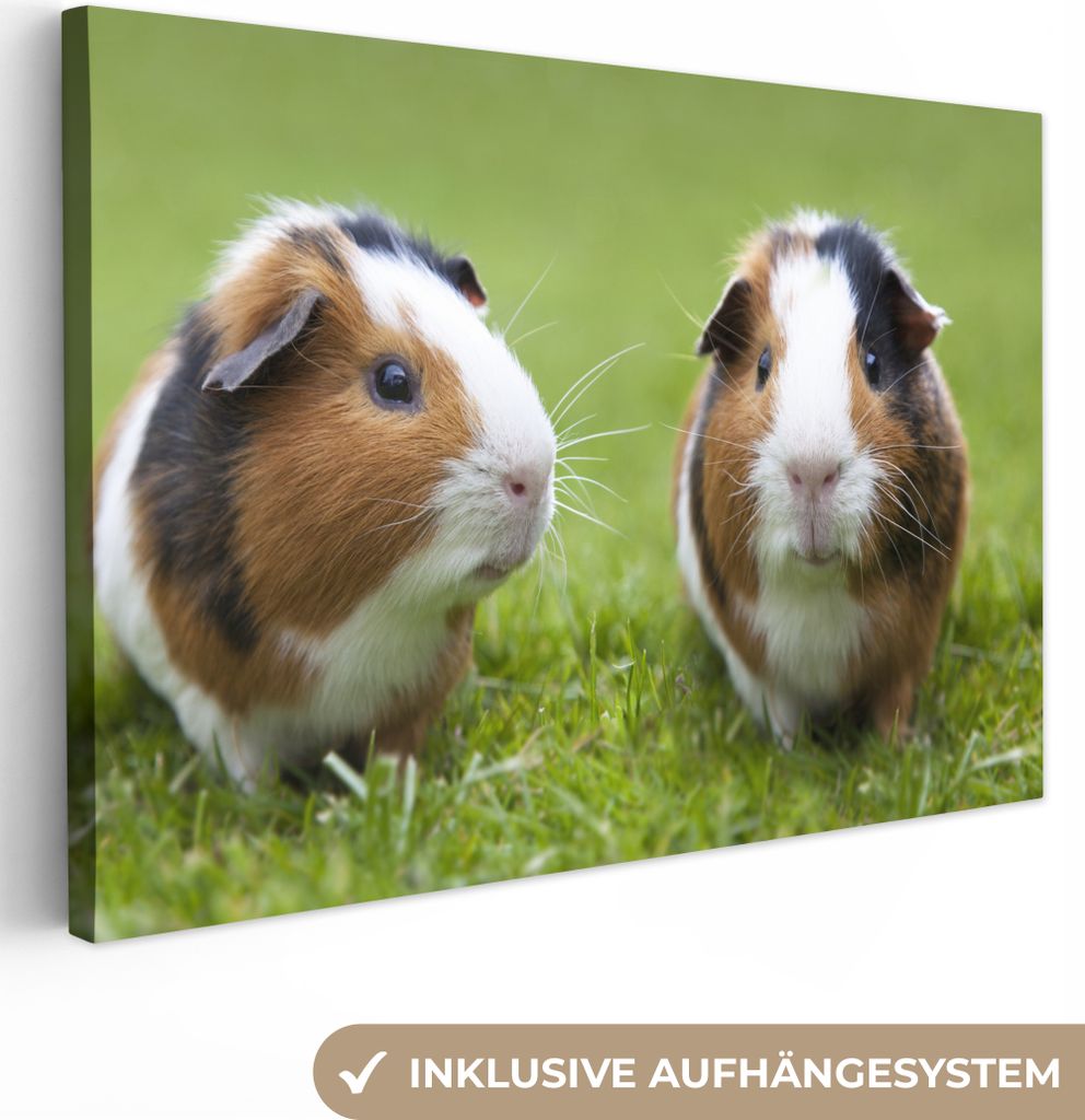 MuchoWow® - Leinwandbilder - Zwei Meerschweinchen, Produktbild 