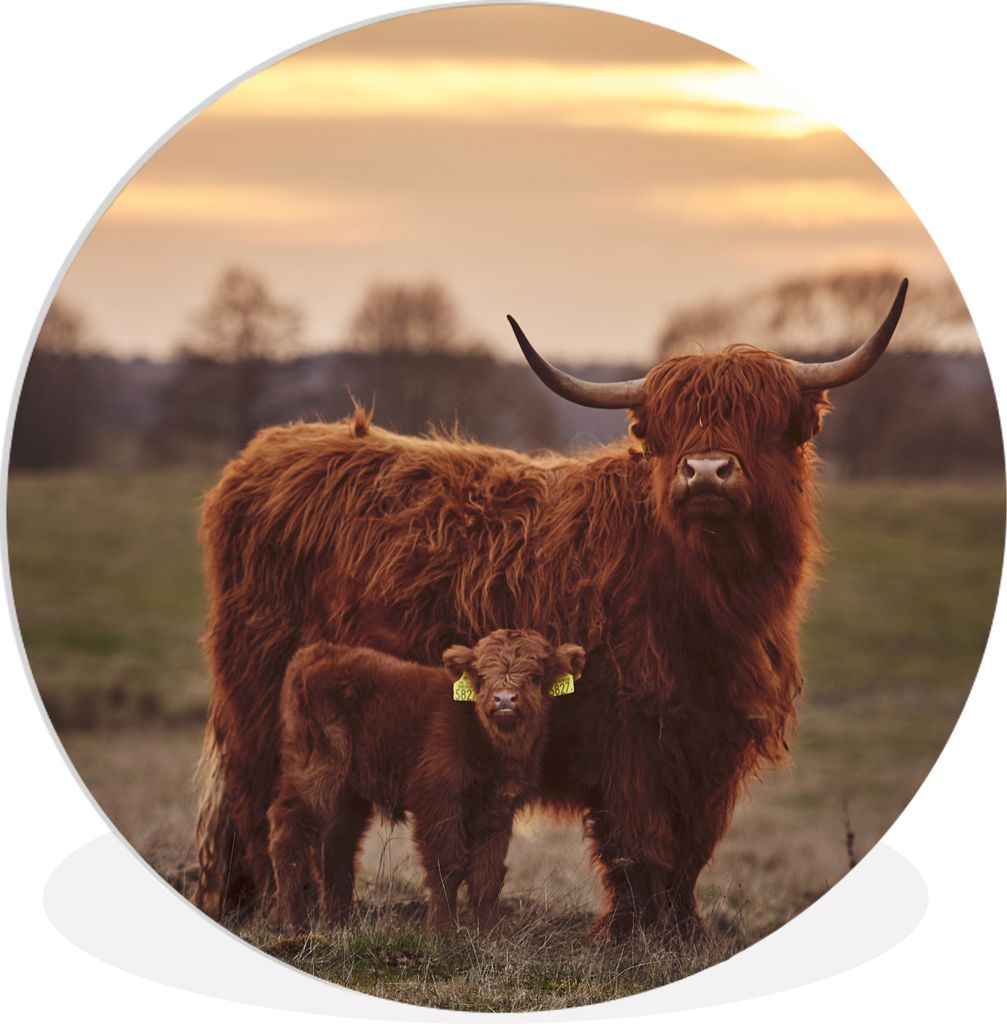 MuchoWow Rundes Wandbild - Runde Bilder Schottische Highlander - Tiere - Landschaft - Sonnenuntergang - Kuh Ø 90 cm Kreis Wanddekoration Kunstst...