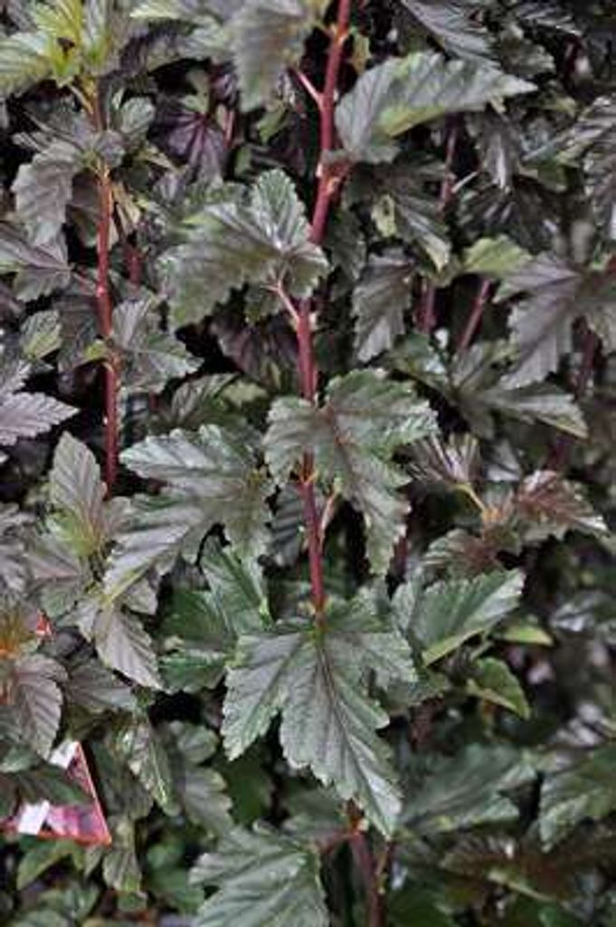 10 x Physocarpus opulifolius 'Red Baron' - Blasenspiere 30-50 cm | Wurzelnackt