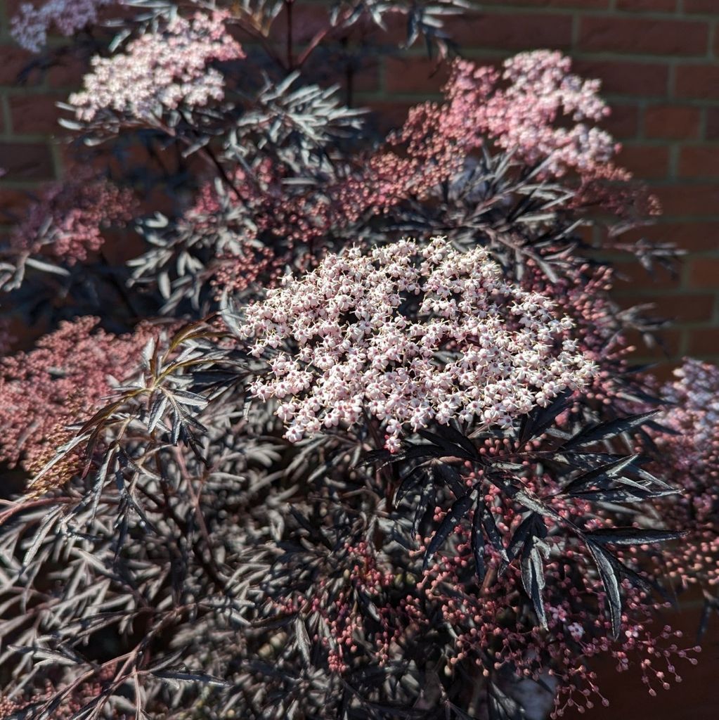 Holunder `Black Lace´  - rotblättriger Holunder mit hohem Produktbild 