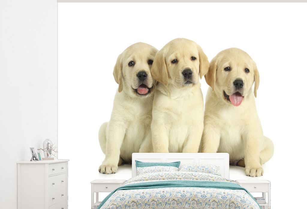 MuchoWow Fototapete für Wohnzimmer oder Schlafzimmer Wandtapete Vinyl Motivtapete Bezaubernde Labrador Retriever Welpen - 275x220 cm - Gemustert