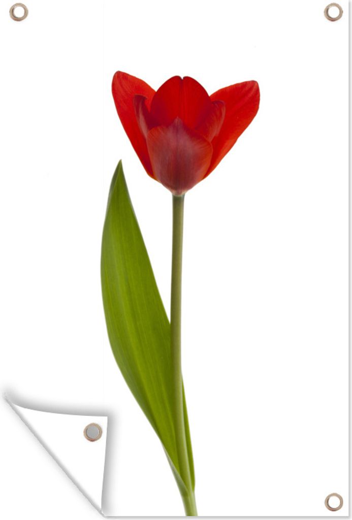 MuchoWow 40x60 cm Outdoor-Poster Gartendeko Sichtschutz Garten Poster für den Garten Rote Tulpe vor weißem Hintergrund