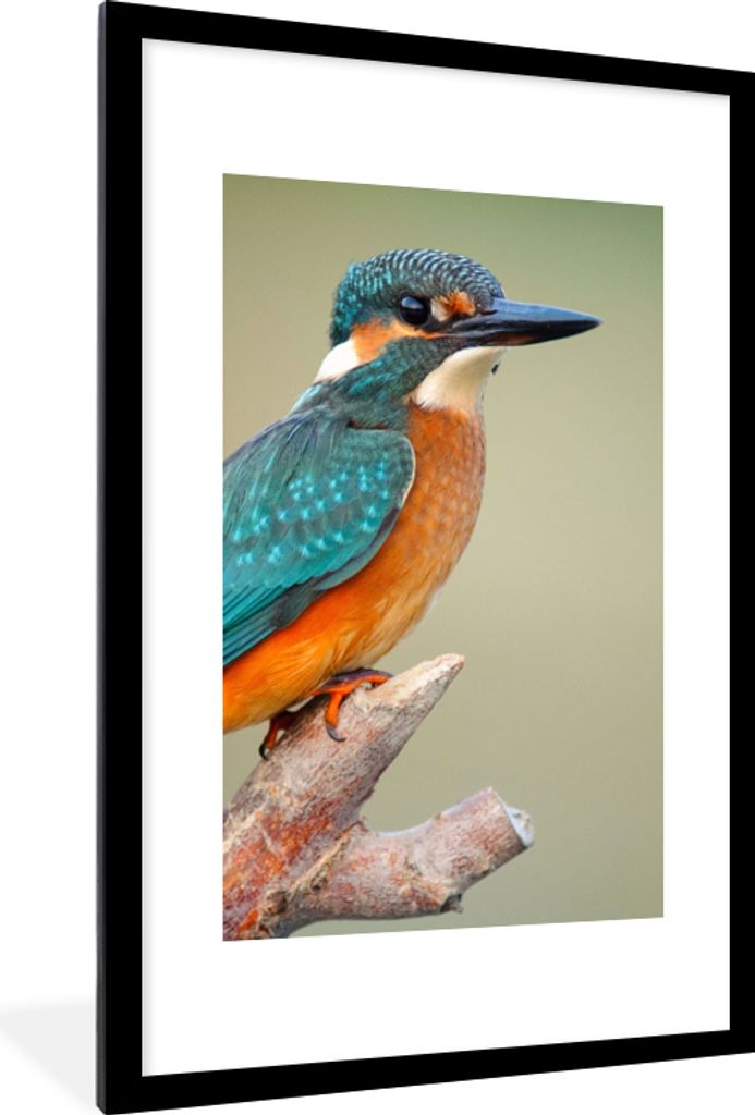 MuchoWow Gerahmtes Poster Vogel - Eisvogel - Zweig 60x90 cm - Poster mit Schwarzem Bilderrahmen Wandposter Rahmen Foto Bilder - Dekoration - Wand...