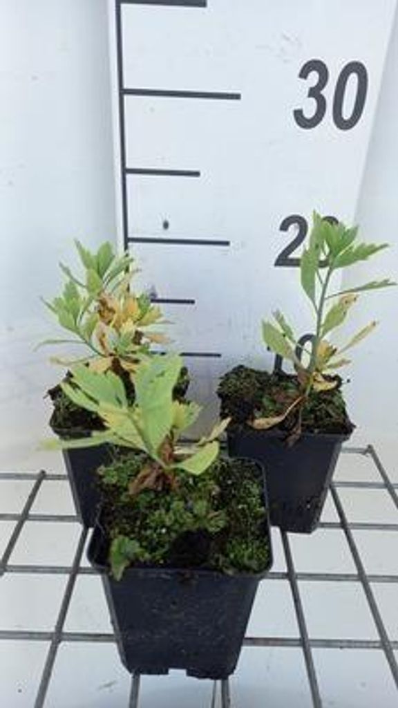 6 x Romneya coulteri - Romneya - Doniczka 9 x 9 cm Zdjęcie produktu 