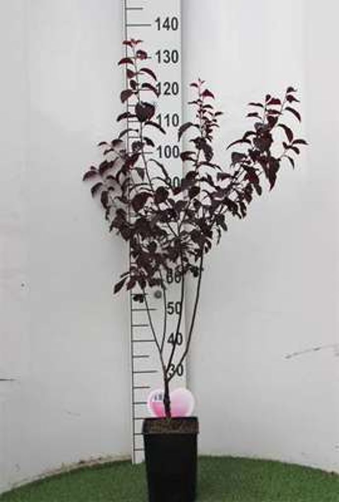 Prunus cer. 'Nigra' - Blutpflaume 60- 80 cm - Container