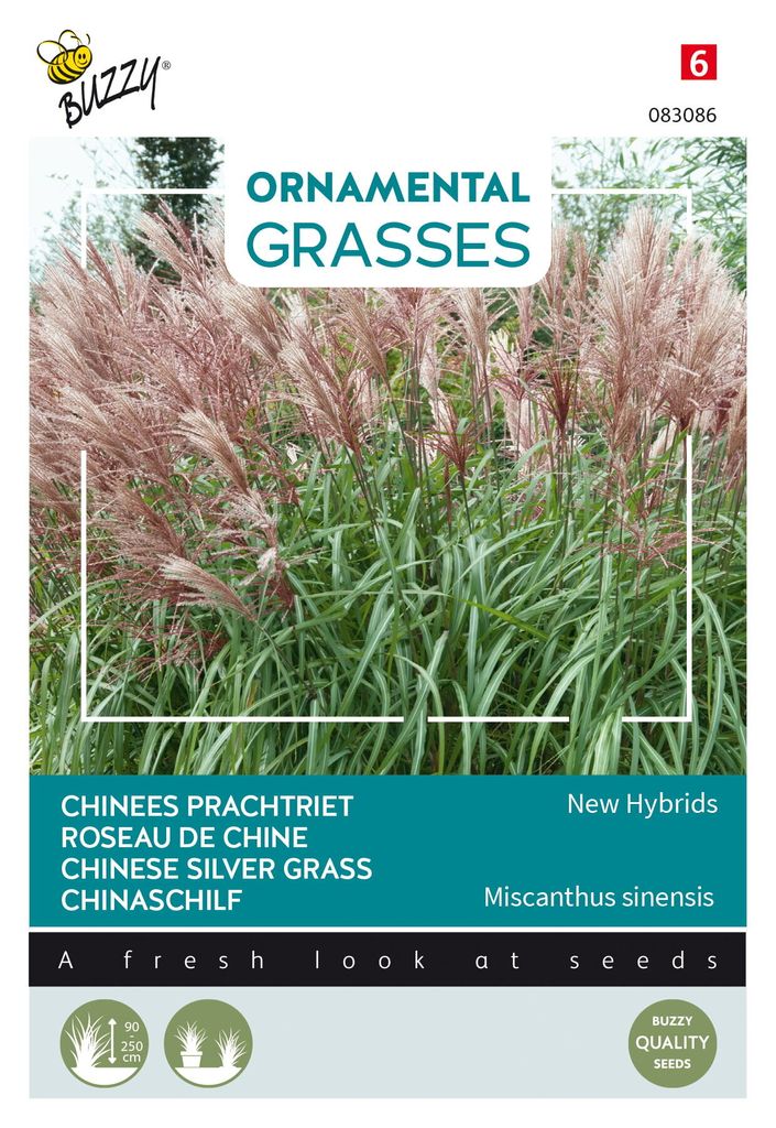 Buzzy Ornamental Grasses Chinaschilf 'New Hybrids' Samen - Produktbild 
