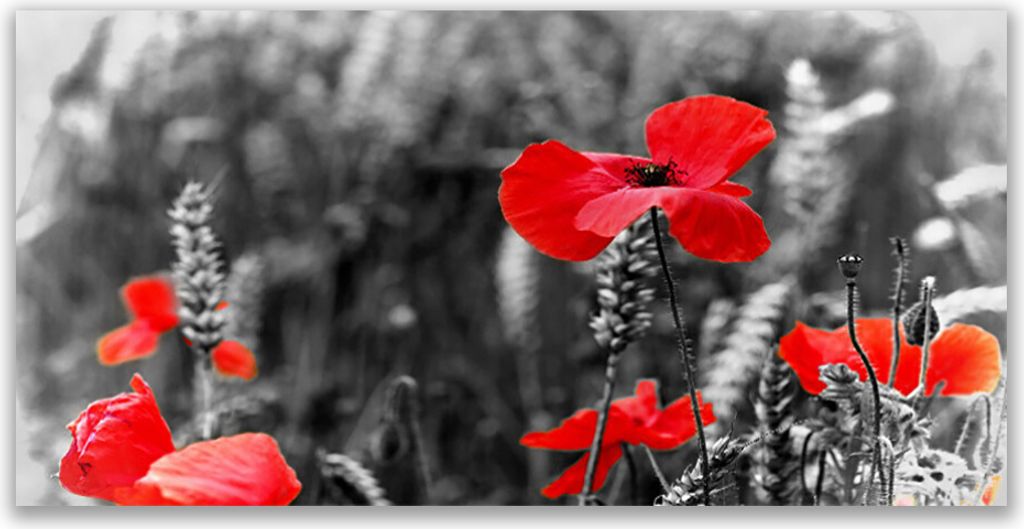 Küchenrückwand aus Glas 120x60cm Spritzschutz Mohnblumen Pflanzen