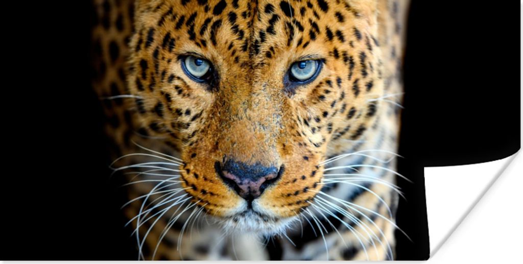 MuchoWow Poster Leopard - Tiere - Porträt - Wildtiere - Schwarz 40x20 cm - Poster für die Wand - Poster Schlafzimmer