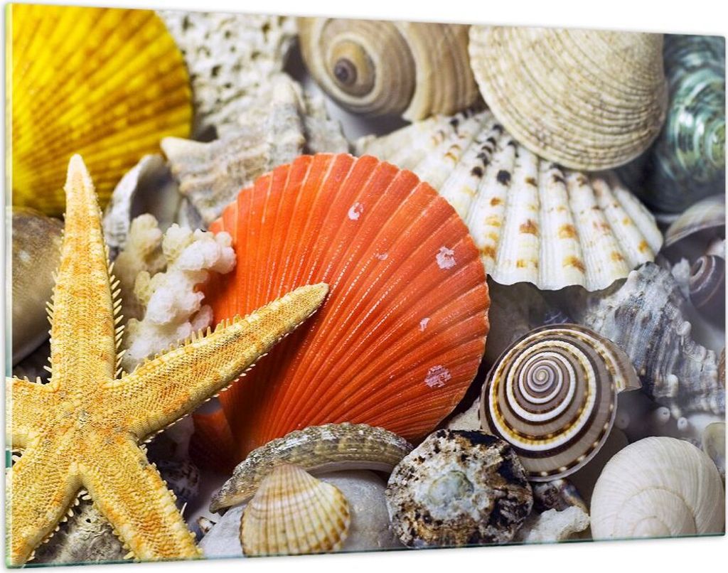 Bilder auf glas - Seashell Meer Strand Sand - 120x80cm - Produktbild 