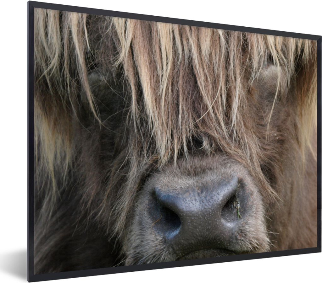 MuchoWow Gerahmtes Poster Schottischer Highlander - Braun - Nase 80x60 cm - Poster mit Schwarzem Bilderrahmen Wandposter Rahmen Foto Bilder - Sch...
