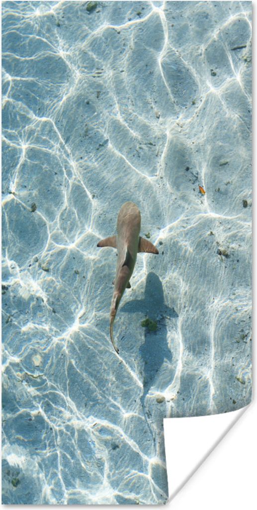 MuchoWow Poster Hai im flachen Wasser 80x160 cm - Kinderzimmer