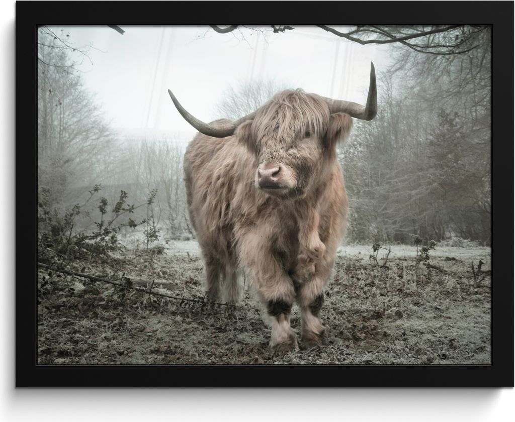 MuchoWow MuchoWow Gerahmtes Poster Schottisches Hochlandrind - Wald - Nebel - Kuh - Tiere - Natur 40x30 cm - Poster mit zchwarzem Bilderrahmen ...