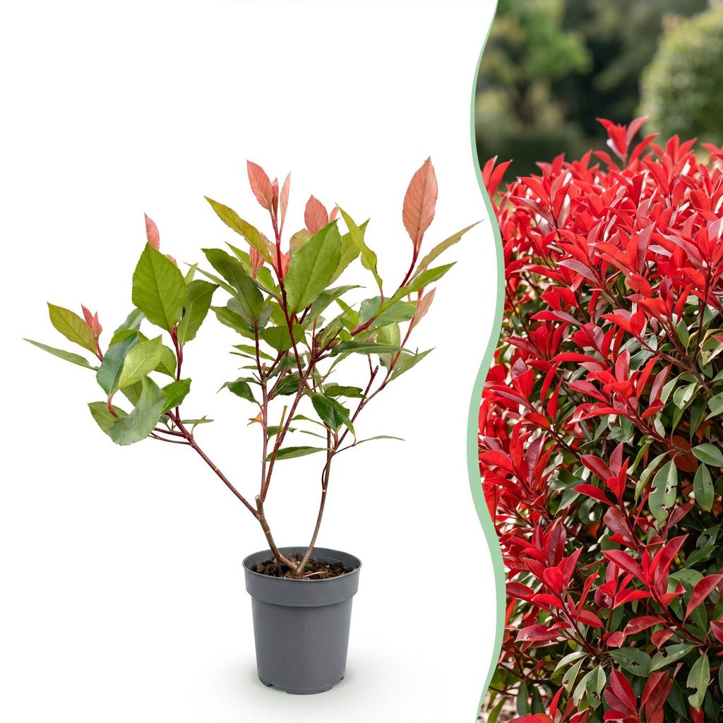 Green boutiQ - 16x Photinia fraseri Little Red Robin - Produktbild 