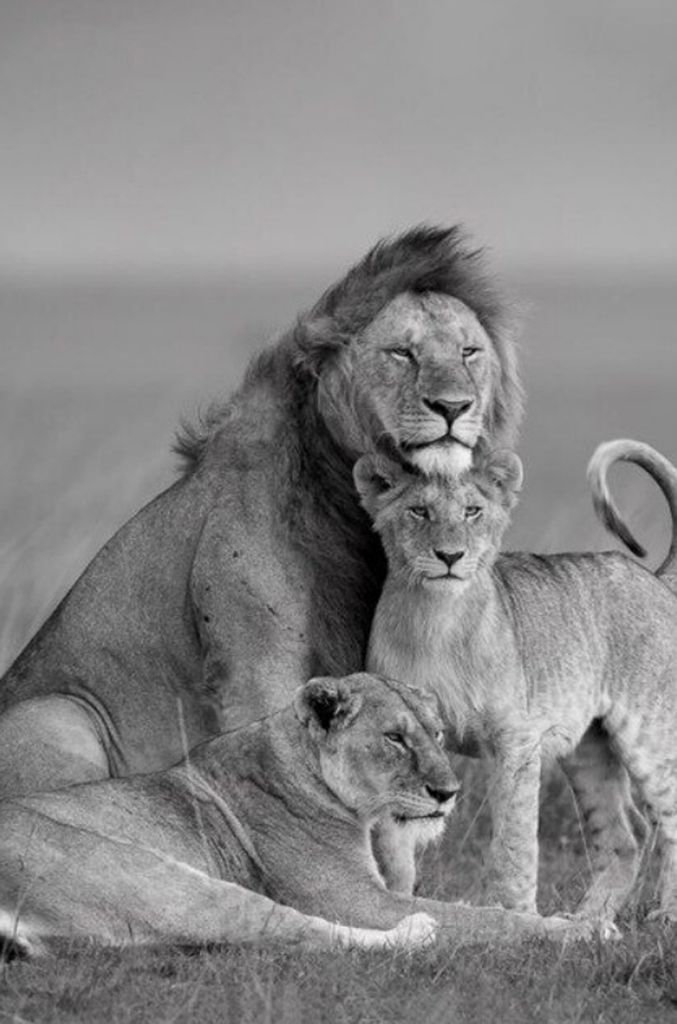 TPFLiving Kunstdruck LW-745 (OHNE RAHMEN) Poster - Leinwand - Wandbild - Hochauflösender Giclée-Druck, langlebig und hochwertig - Majestätischer...