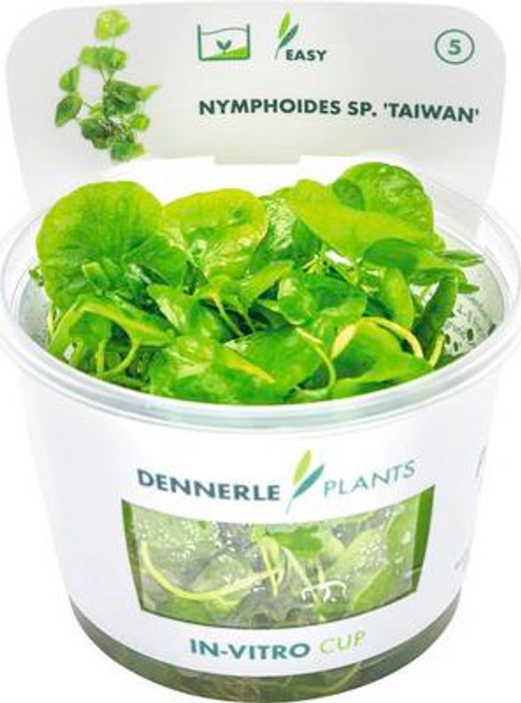 Vodní rostlina In-Vitro Plavín hydrophylla 'Taiwan' – Obrázek produktu 