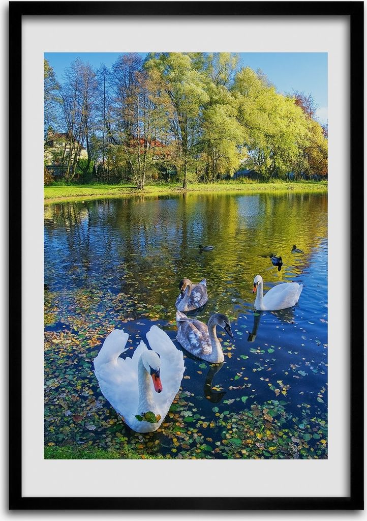 Bild - Bilderrahmen - 50 cm x 70 cm - MDF - Rahmen - Wandkunst Schwäne auf dem Teich
