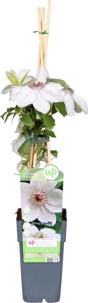Clématite Miss Bateman Plante Grimpante Facile pour Jardin Ombragé 65cm
