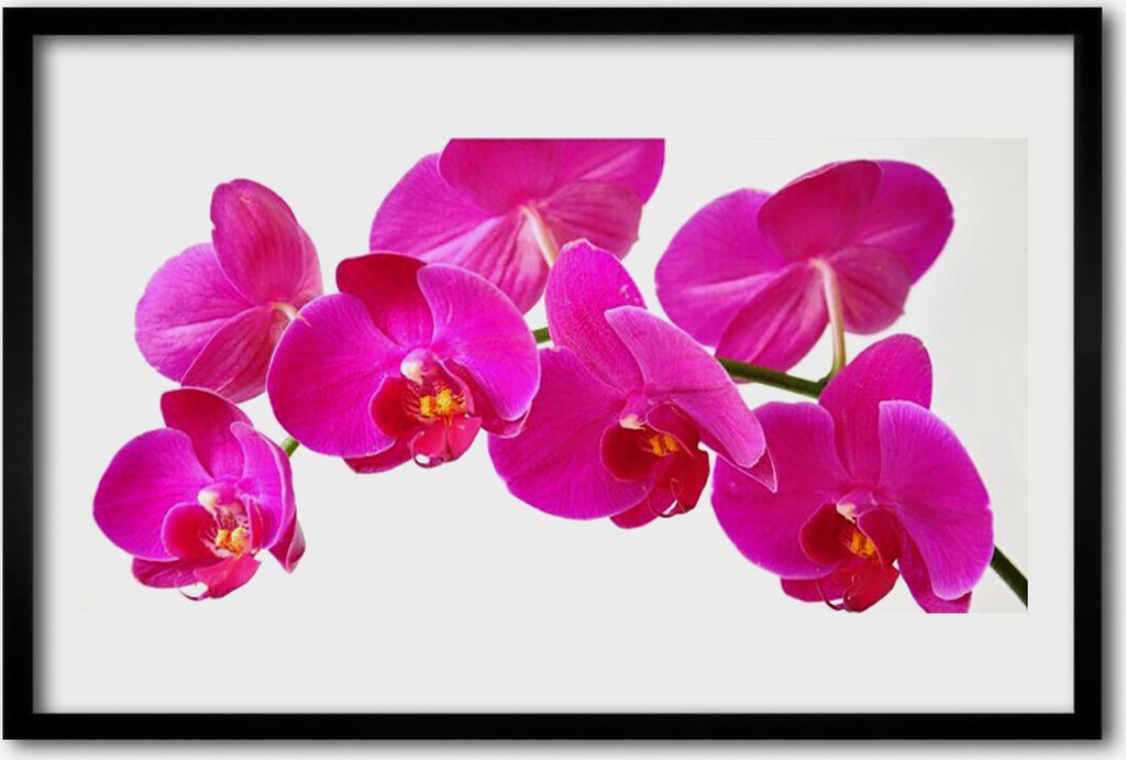 Bild 60x40 MDF-Rahmen Wandkunst Blumen Pflanzen Produktbild 