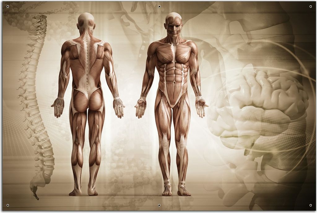 Wallario Outdoor-Poster für Garten oder Balkon, Motiv Anatomie Mensch II, in ca. 61 x 91,50 cm