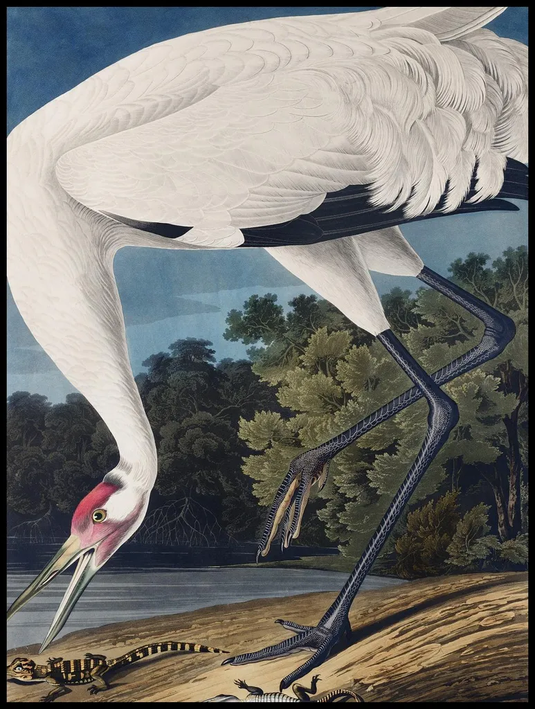 Poster Artistico Gru grigia 75x100cm - Audubon Decorazione Vintage