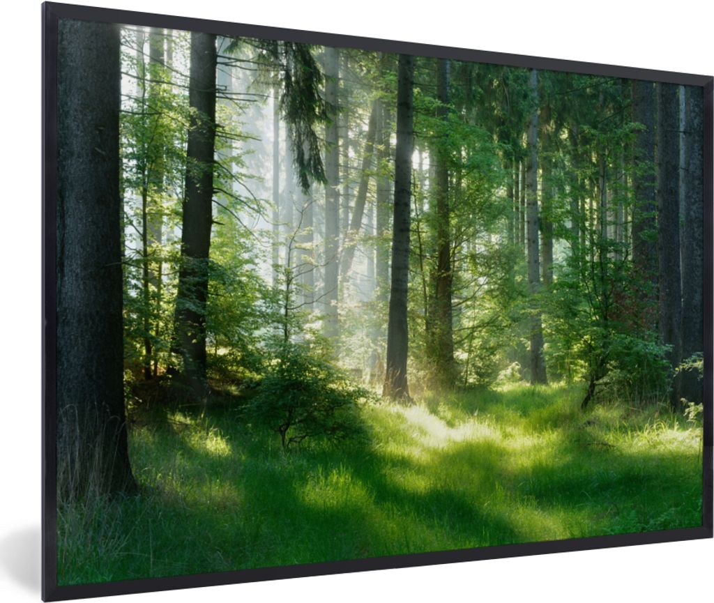MuchoWow Gerahmtes Poster Natur - Bäume - Wald - Grün - Sonne - Gras - Pflanzen 90x60 cm - Poster mit Schwarzem Bilderrahmen Wandposter Rahmen ...